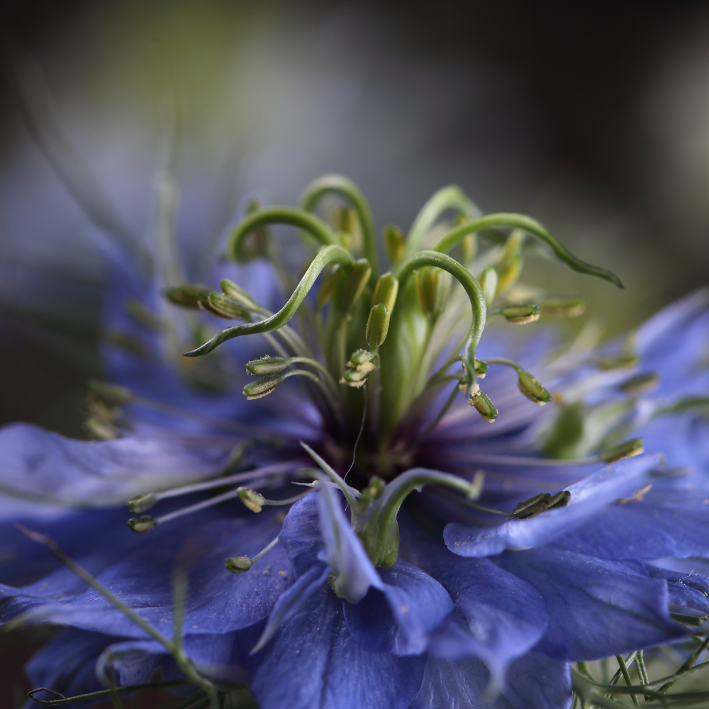 La nigelle maison magistral